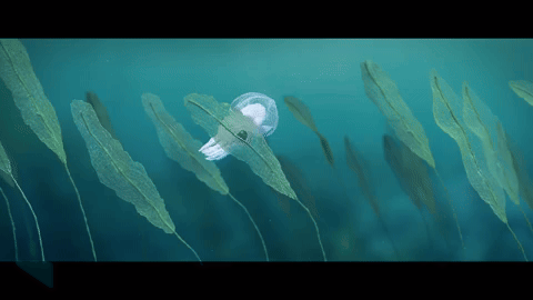 download 11 - NERD Blog - Hayley Morris Takes Us On An Underwater Odyssey with OCTOPUS!